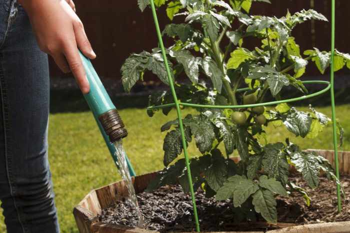 How often water tomato plants