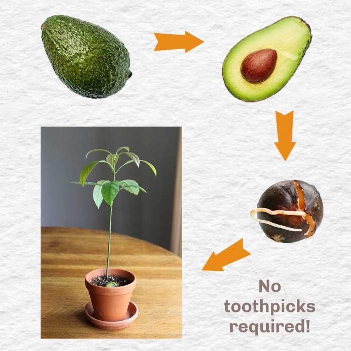 Avocado seed grow guide