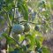 Do Tomato Plants Need a Lot of Water?