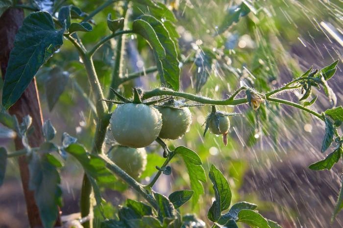 Do tomato plants need a lot of water