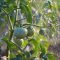 How Much Water Do Tomato Plants Need?