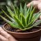 Does Aloe Plants Like Sugar Water?