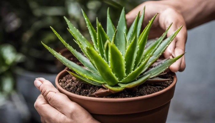 Does aloe plants like sugar water