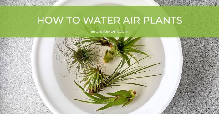 How to water air plant