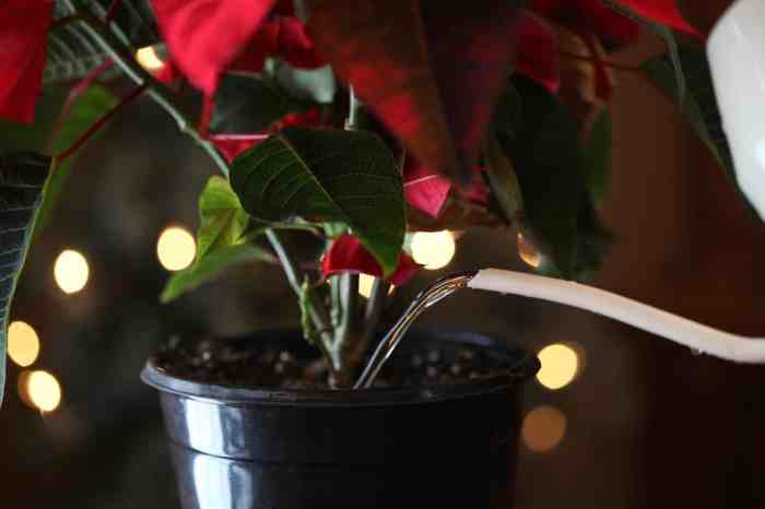 How often do you water poinsettia plants