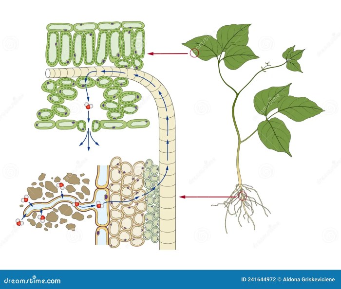 Transport plants mechanism higher plant water ascent root explain pressure soil stem theories online science effect