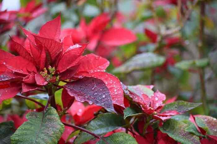 How often do you water poinsettia plants