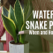 How to Water Snake Plants