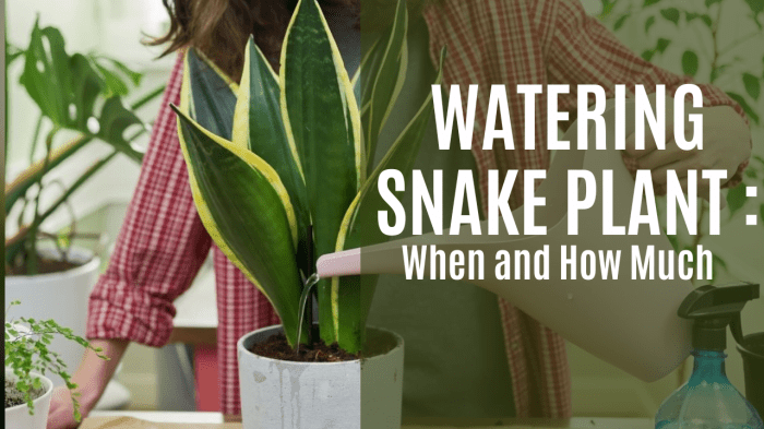 How to water snake plants