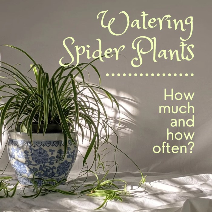 How often to water spider plant