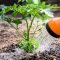 How Often to Water Tomato Plants