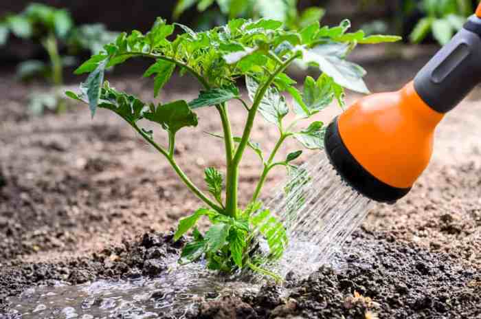 Tomatoes often watering