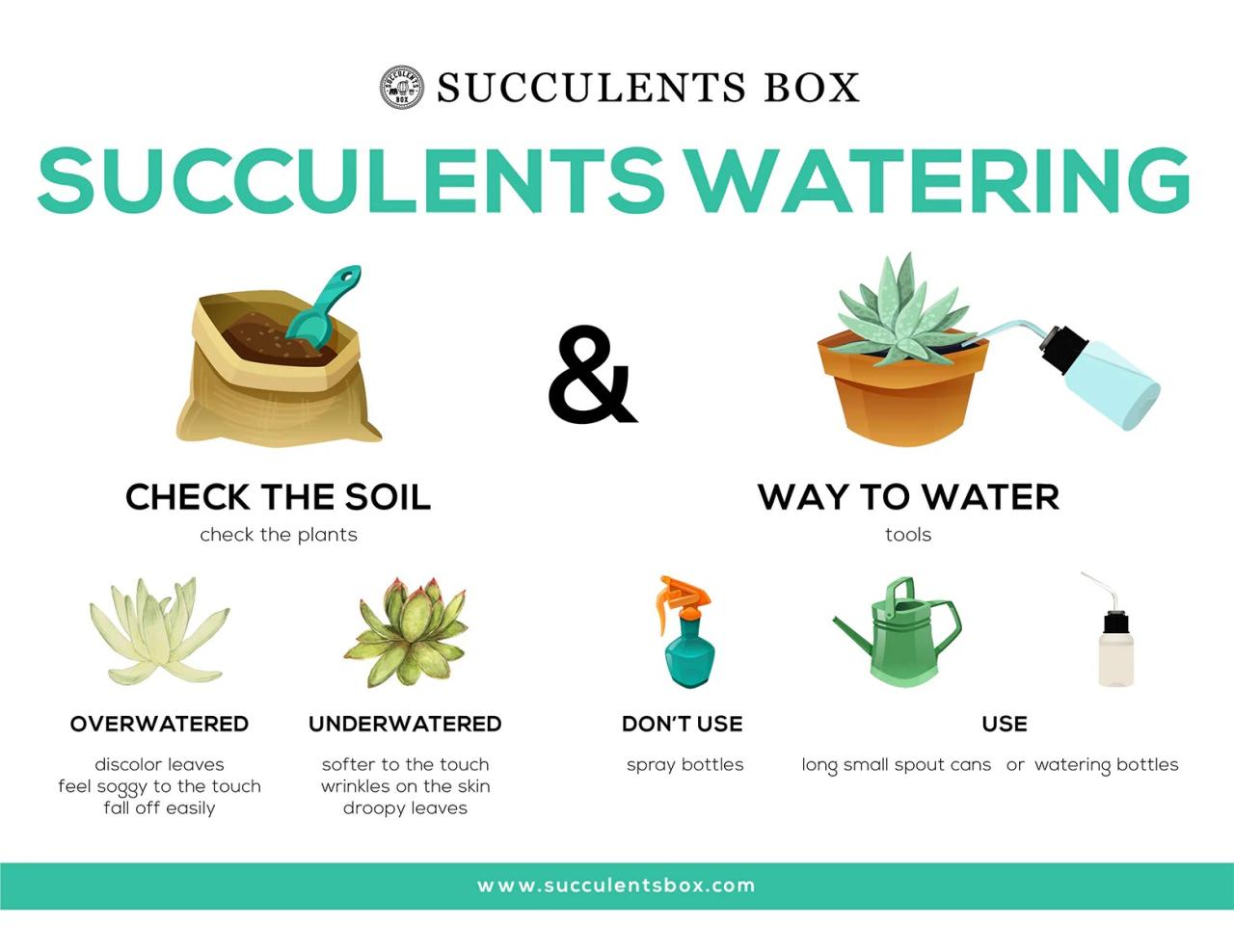 How often should you water a cactus plant