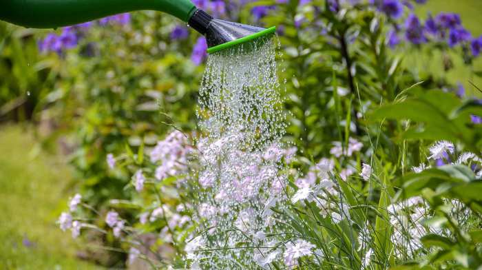 Watering foolproof