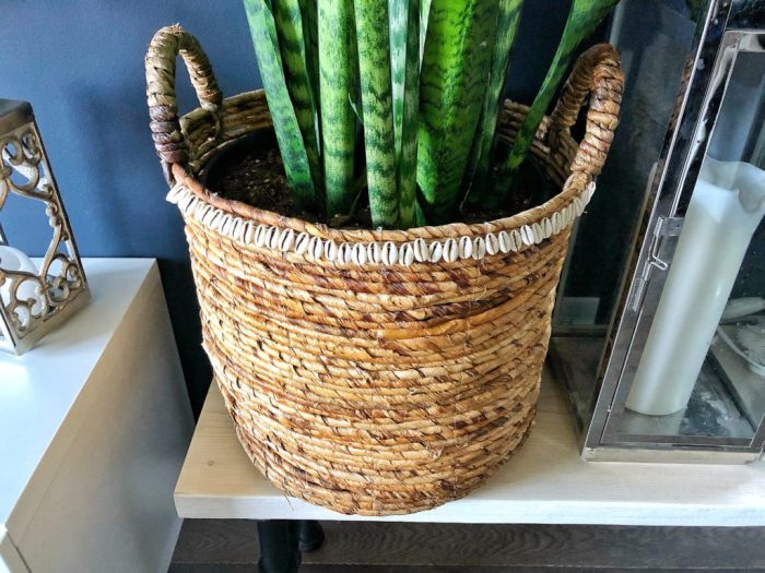 Do you plant water plant in little basket