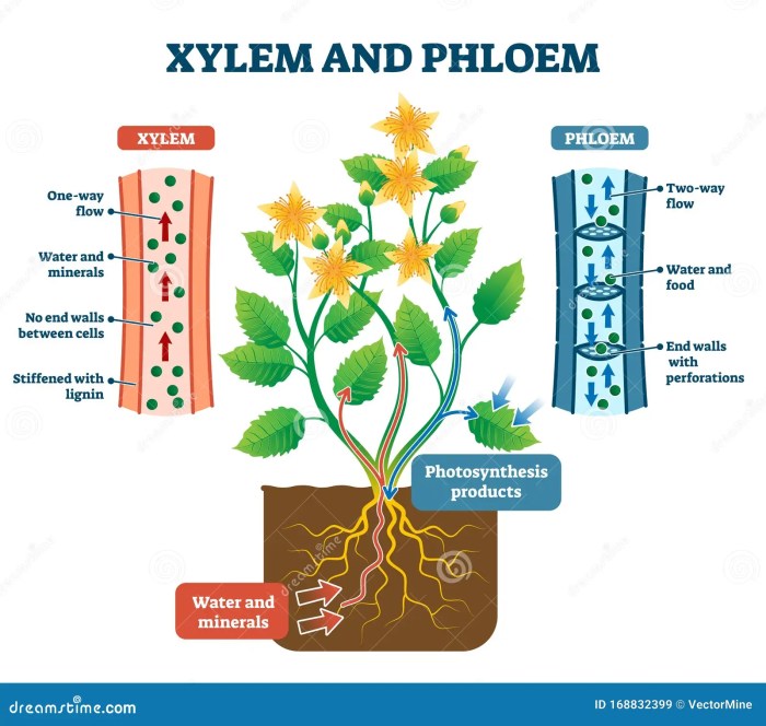 What does water do to help plants grow